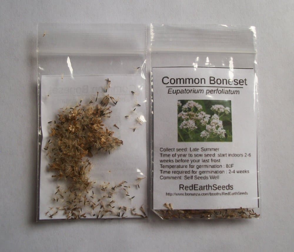 Common Boneset/Eupatorium perfoliatum - 100 Seeds (Organically Grown)