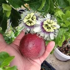 SANJUS Gaedening Plant Delicious Hybrid Passion Fruit LIve Plant Immunity Booster Fruit Plant
