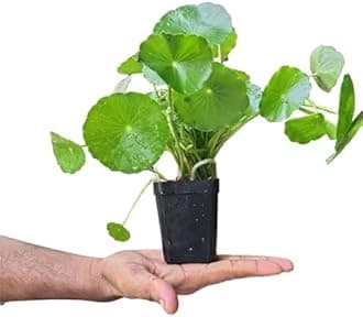 Chinese Money Plant/Lucky Air Purifying Hanging Plant for Office Desk, Balcony, Bedroom, Living Room & Gifting, Natural Indoor Decor