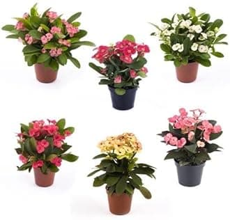 PACK OF 1 (Grower's Choice) Flowering Outdoor Live Plant For Home and Garden Decor | Healthy Live Plant With Grower's Pot/Bag (Euphorbia Hybrid)