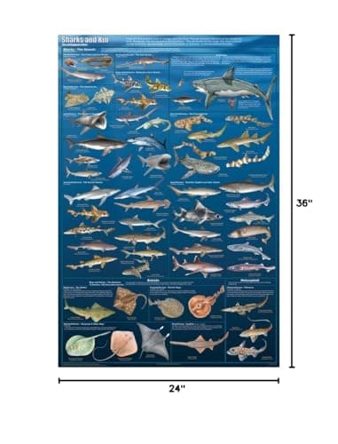 Laminated Sharks And Kin Educational Poster Chart 24X36