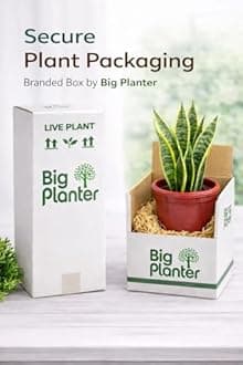Big Planter Curry Patta Live Herb Plant with Pot - Aromatic Addition to Your Culinary Garden - 1-Pack Delight