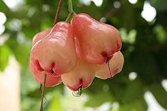 Creative Farmer Live Plants Rose Apple Fruit Champa Fruit Plant Exotic Plant Fruit Garden Plants (1 Healthy Live Plant)