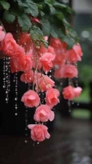 Ritz Farming® Weeping Begonia Imported Flower Bulbs for Home and Outdoor Gardening Pack of 1 bulbs (LITE PEACH)