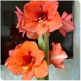 Amaryllis for Planting Now UK Perennial Good for Containers Excellent Display Plant Bulbs Ornamental Greening Flower Natural Organic Easy Plant Perennial -5bulbs-O
