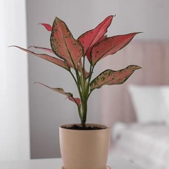 CAPPL Aglaonema Valentine Live Plant with Pot