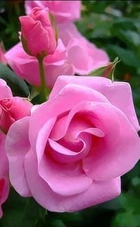 Gebdinsh Garden® Imported Rose Magenta Color Flower Seeds For Gardening | Pack Of 50 to 60 Seeds