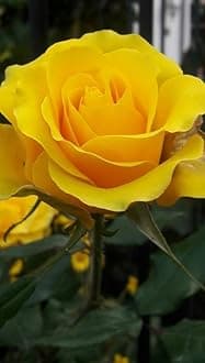Gebdinsh Garden® Imported Rose Dark Yellow Color Flower Seeds For Gardening | Pack Of 50 to 60 Seeds