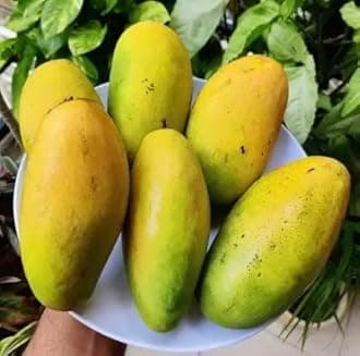 Live Dasheri/Dashehari Mango Grafted Fruit Plant - Healthy Outdoor Plant CF_117