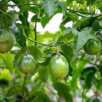 MITU Delicious Hybrid Passion Fruit LIve Plant Immunity Booster Fruit Plant For Home Garden