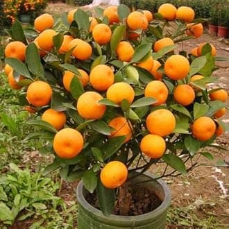 GREEN_COLLECTION Live Orange Kumquat Santra Nagpur Mandarin Citrus Plant | Grafted Hybrid Bonsai Tree for Home Garden Terrace | Juicy Sweet Baramasi Rare Variety Nursery Fruit Plant