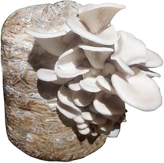 White Oyster Mushroom Spawns (400, Grams)