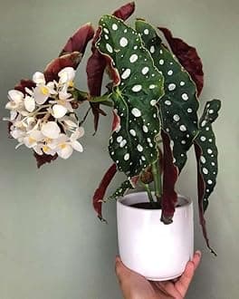 Imported Drooping Begonia For Your Home & Garden Pack Of 2 Bulbs (Off White)