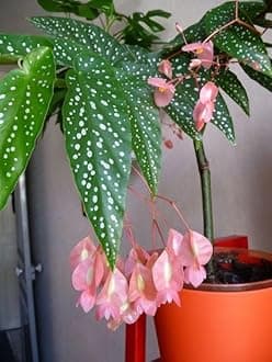SVG® Imported Drooping Begonia For Your Home & Garden pack of 2 bulbs (PINK SHADE)