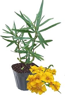 1 Tarragon Plant Live for Planting, Live Tarragon Herb Mint Plug 3 to 5 Inches Tall Home Garden