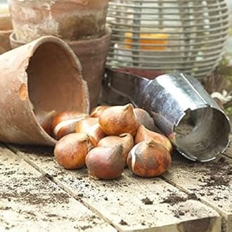 Eden Brothers Tulip Bulbs - Landscaper Mix - 100 Bulbs, Mixed, Container Garden, Cut Flower Garden, Deer Resistant, Easy to Grow Maintain, Fragrant