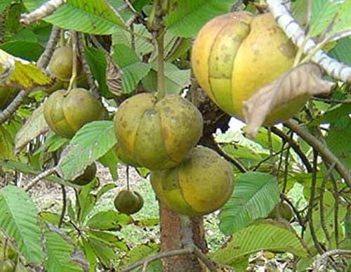 Elephant Apple Fruit Evergreen Tree 10 Fresh Seeds