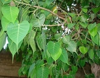 Minnal Traders/Fresh Peepal Tree Leaves/Pepal Ke Patte/Herbal Medicine/Ayurvedic/Arasan Tree Leaves for Pooja (21 leaves)
