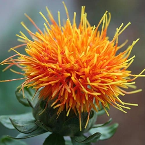 Safflower Seeds - Carthamus tinctoria -