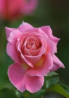 Gebdinsh Garden® Imported Rose Pink Color Flower Seeds For Gardening | Pack Of 50 to 60 Seeds