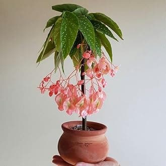 SVG® Imported Drooping Begonia For Your Home & Garden pack of 2 bulbs (PINK)