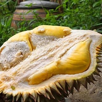 M-Tech Gardens New Durian (Nonthaburi, Seedling) Exotic 1 Live Fruit Plant