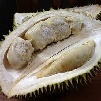 M-Tech Gardens New Durian (Black Pearl, Seedling) Exotic 1 Live Fruit Plant