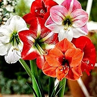 PLANTOGALLERY Flower Bulbs | Amaryllis Lily Double Petal Flower Bulbs For Home Gardening (5 Bulbs Pack)