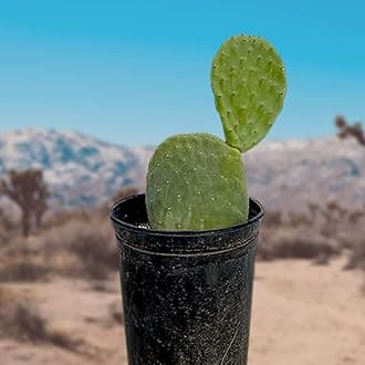 Cactus Outlet - Nopal Prickly Pear Cactus Plants Live - Live Cactus Plants - Nopal Cactus Plant Live - Prickly Pear Plant Live - Landscape Ready Cactus Plants Live Delivered Right to Your Door