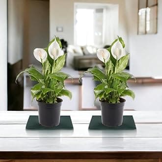 Air Purifying White Peace Lily (Spathiphyllum) Indoor Live Plants for Living Room, Home, Office, Table, Desk Decor items | Small Size - Black Pot Included (Combo Lily)