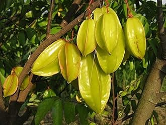 Creative Farmer Live Plant Star Fruit -Kamrak Carambola Hybrid Tree Dwarf Variety Great Taste Ornamental Fruit/Birambi/Carambola (1 Healthy Live Fruit Plant)