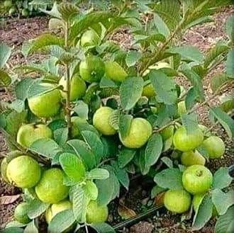 Rare Varity Thailand Guava Live Fruit Plants & Tree Bonsai Fruit Plant All Season Fruit Plant