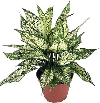 CAPPL Indoor Aglaonema Plants for Home and Office (Snow White)