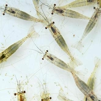 Aquacadabra Live River Shrimp Food for Tropical Fish 200ml Pack x 6 Bags of Live Fish Food