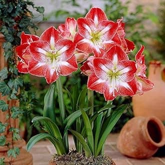 Amaryllis Lily Flower for Vase Big Size Pack of 2 Bulbs By Zabbus