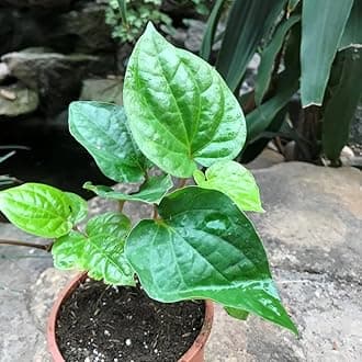 Betel Leaf/Banarasi Maghai Paan Rare Healthy Live Plant, Medicinal Herb Pack of 1 CF_18