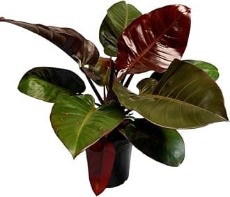 Garden Art Philodendron Black Cardinal Exotic Rare Indoor Climbing plants for home, Office Decor, Garden (Pack Of 1 Healthy Plant With Nursery Black Pot)