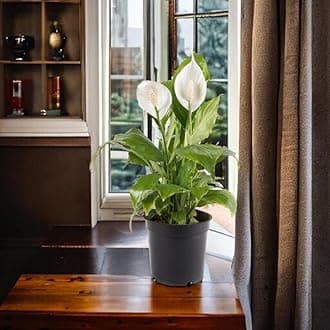 Amulya FARMS & NURSERY Air Purifying White Peace Lily (Spathiphyllum) Indoor Live Plants for Living Room, Home, Office, Table, Desk Decor items | Small Size - Black Pot Included (Single Lily)