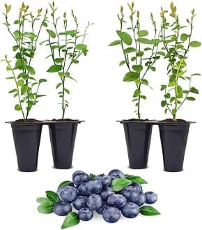 Pink Lemonade Blueberry (Jewel)