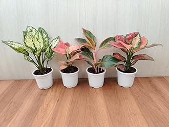 CAPPL Indoor Aglaonema Plants with Pots (Pack of 4 Plants)