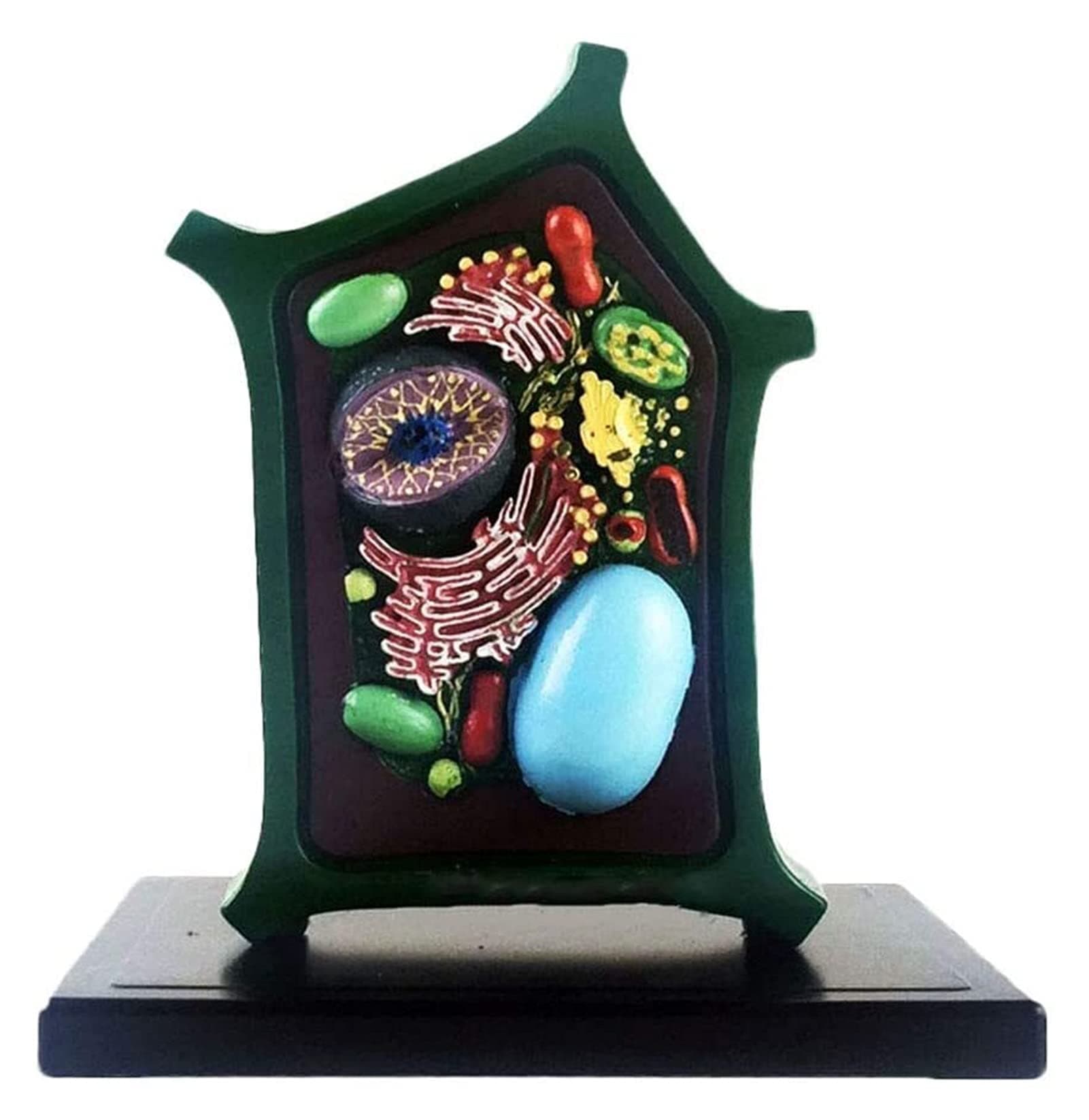 Study Model Plant Cell Model Anatomical Plant Microscopic Specimens Magnified Cell Structure Anatomy Model