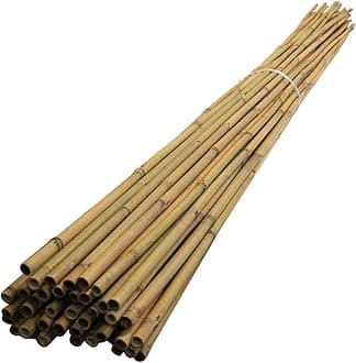 MUSAN Large 2FT 3FT 4FT 5FT 6FT Natural Garden Bamboo Canes - Heavy Duty Strong Plant Support Poles Thick Sticks - Indoor & Outdoor Plants Stakes Wooden Screening Wood Trellis (10, 6FT (10-18mm))