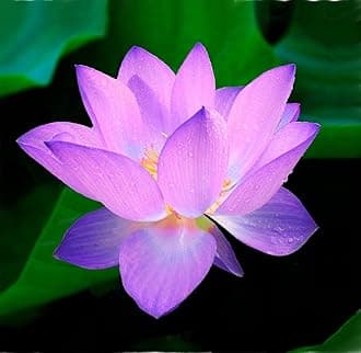 15pcs Mixed Lotus Seeds – Colorful Bowl Lotus & Water Lily Flower Seeds for Planting | Aquatic Plants for Ponds, Indoor Bonsai, Outdoor Water Gardens, Patio Decor
