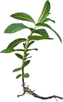 3 Plant Mint Spearmint Live Plant Tender Roots Edible Aromatic Herb Plant, Organic, Easy to Grow, Non-GMO, Perennial in Zones 5 to 11, Used in Teas & Other Beverages, Salads, Garnish, Mint-NF