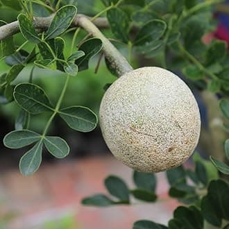 M-Tech Gardens Rare Wood Apple/Bel Fruit Plant (Limonia acidissima, Hybrid) Exotic 1 Live Fruit Plant
