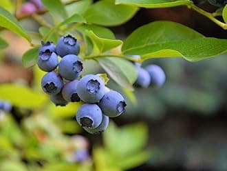 Aiden Gardens Rare Dwarf Blueberry Tasty Fruit Live Plant 1 Healthy (Seedling) Live Plant