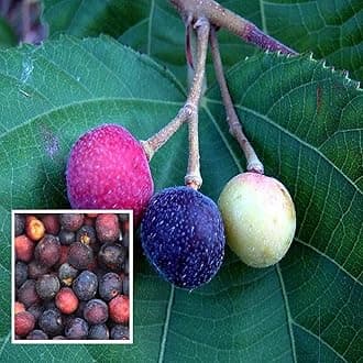 SWEET FALSA FRUIT PLANT HYBRID ORGANIC GRAFTED OUTDOOR GARDEN LIVE ORGANIC TREE