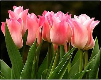 Garden (Tulip for Planting) Indoor or Outdoor Surprise to Grow Pots to Grow Tulip for Fall Planting Simple to Grow Fall or Spring-25 Bulb-X