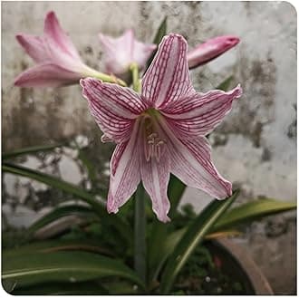 Amaryllis for Planting Now UK Perennial Good for Containers Excellent Display Plant Bulbs Ornamental Greening Flower Natural Organic Easy Plant Perennial -2bulbs-K