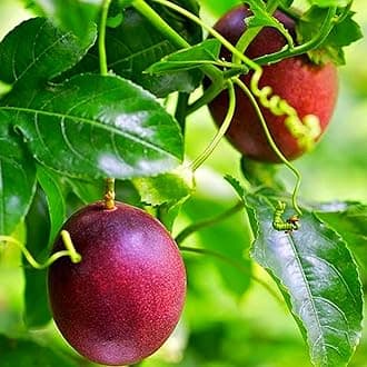 Purple Hybrid Rare Passion Fruit Live Seedling Plant, flowering in a year. Very sweet and tasty fruit. 1 plant.